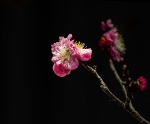 春天的音符--植物园花卉一组