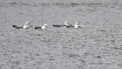 新年大吉，正月第一天，海鸥来访！（当地很少同时出现几十只海鸥）