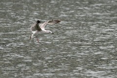 新年大吉，正月第一天，海鸥来访！（当地很少同时出现几十只海鸥）