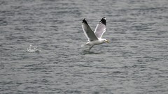 新年大吉，正月第一天，海鸥来访！（当地很少同时出现几十只海鸥）