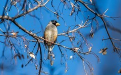 蜡嘴雀（十七）