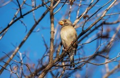 蜡嘴雀（十七）