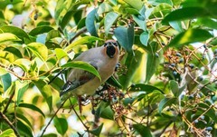 太平鸟（三十五）