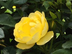 拍摄花卉一（1068）