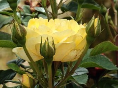 拍摄花卉一（1068）