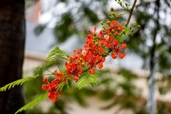 雨后的花朵-凤凰花   2