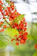 雨后的花朵-凤凰花   2