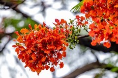 雨后的花朵-凤凰花   2