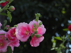 植物园花卉