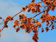 紫矿花