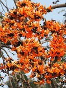 紫矿花