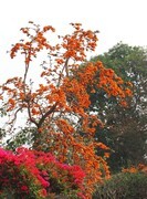 紫矿花