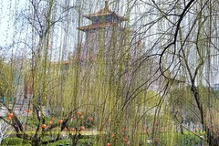 春堤柳绿