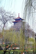 春堤柳绿