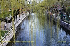春堤柳绿