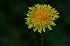 蒲公英花球