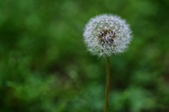 蒲公英花球