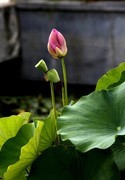 小池荷花