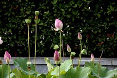 小池荷花