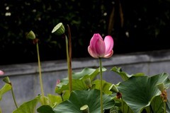 小池荷花