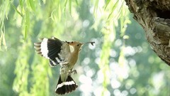 裕西戴胜（七）