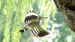 裕西戴胜（七）