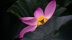雨 荷