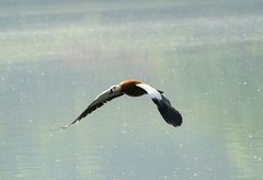 赤麻鸭（2）