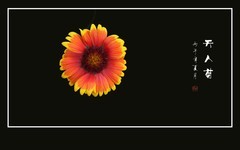 鲜艳漂亮的天人菊