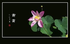 圣洁鲜艳漂亮的荷花