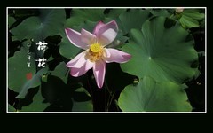 圣洁鲜艳漂亮的荷花