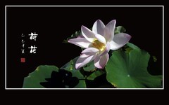 圣洁鲜艳漂亮的荷花