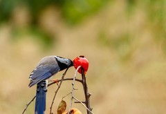 红嘴蓝鹊觅食忙（2）