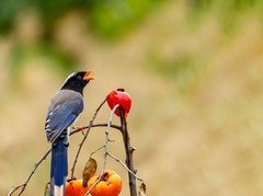 红嘴蓝鹊觅食忙（2）
