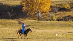 金秋乌兰布统——丘林中的牧马人（9）