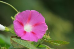 拍摄花卉一（891）