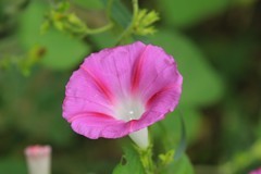 拍摄花卉一（891）