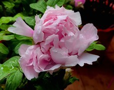 花市里的牡丹。