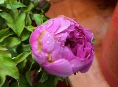 花市里的牡丹。