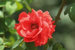 拍摄花卉一（1192）