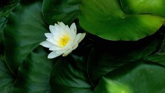 立秋季莲花