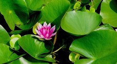 立秋季莲花