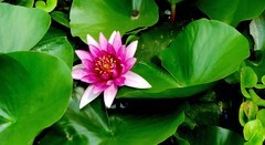 立秋季莲花