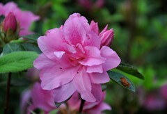 2026花卉植物赏析【10】