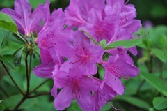 2026花卉植物赏析【10】