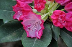 2026花卉植物赏析【10】
