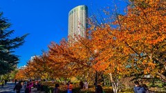 立 冬 的 劳 动 公 园 （ 二 ）