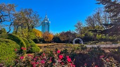 立 冬 的 劳 动 公 园 （ 二 ）