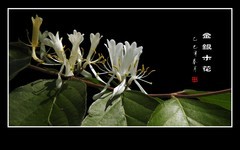 精彩漂亮的金银木花