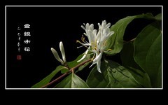 精彩漂亮的金银木花